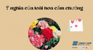 Ý nghĩa của loài hoa cẩm chướng