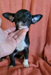 2 male Chihuahua puppies